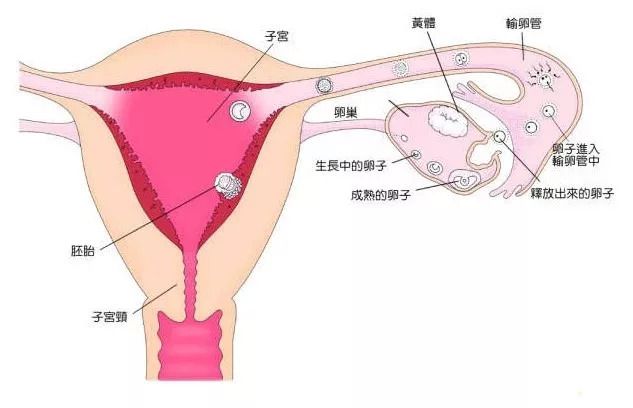 被爸爸宠大的女孩